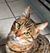 Mowgli