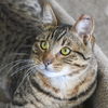 Mowgli