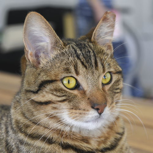 Mowgli