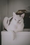 Buddy