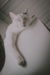 Buddy
