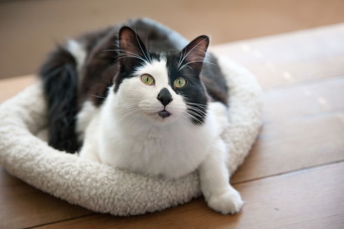 Milo