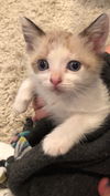 Lulu