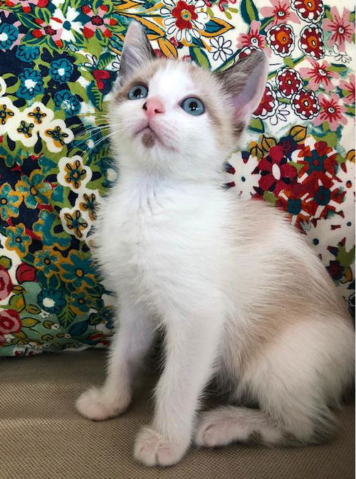 Lulu