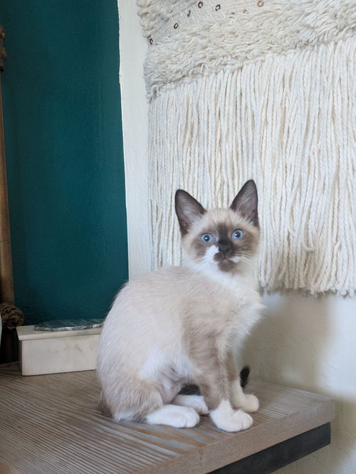 Mushu