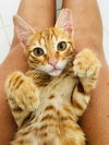 Little Roux