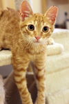 Little Roux