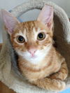 Little Roux