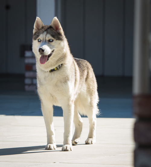 Lobo