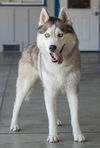 Lobo