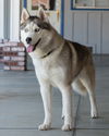 Lobo