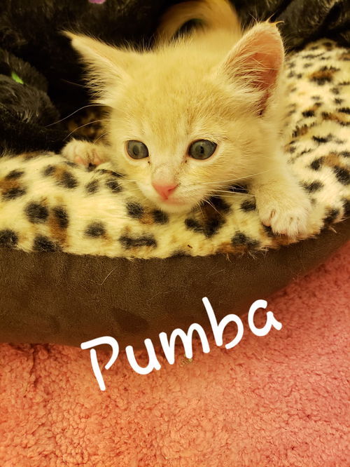 Pumba