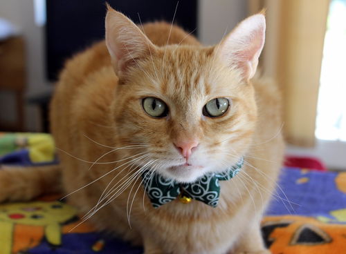 Loki