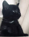 Sheldon