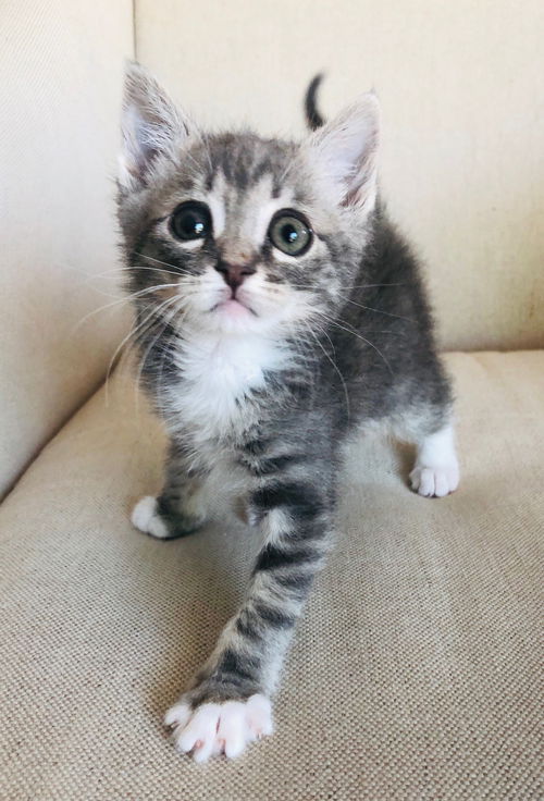 Mochi