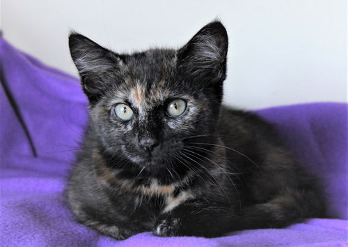 Cocoa