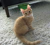 Mimosa