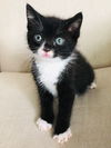 Oreo