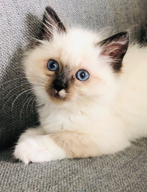 Cream Puff