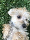 Otto