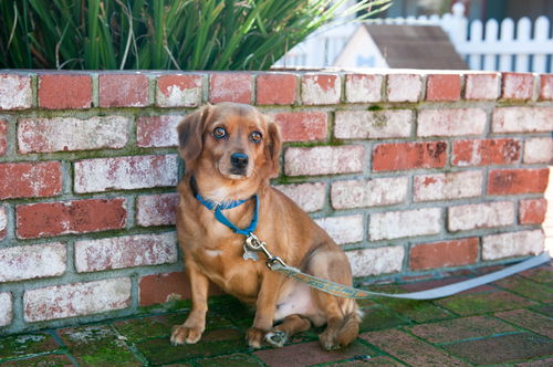 Buster