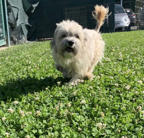 Topo Gigio
