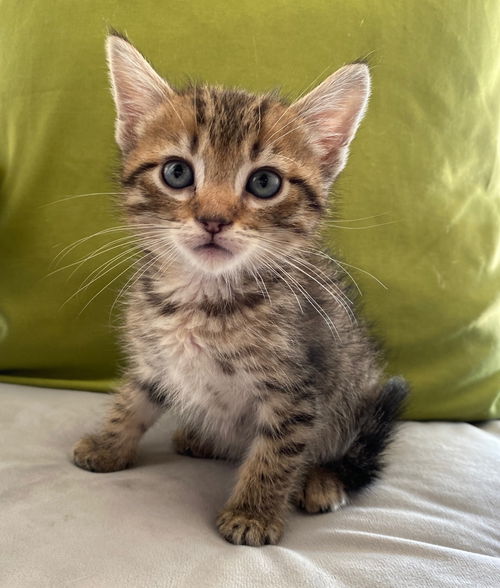 Timbit
