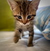 Timbit