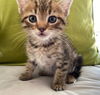 Timbit