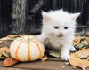 Tzatziki