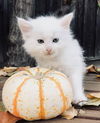 Tzatziki