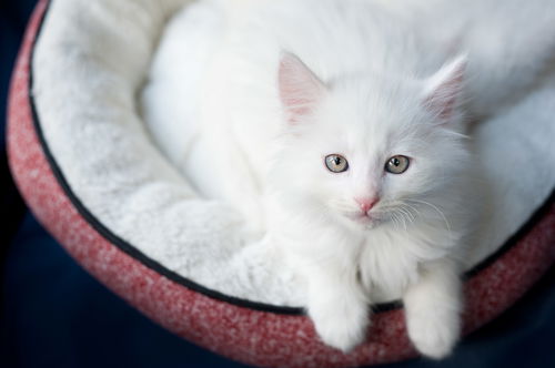 Tzatziki