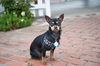 Rocky
