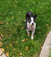 Stella