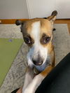 Lola
