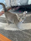 Brees