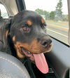 Koda
