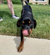 Koda