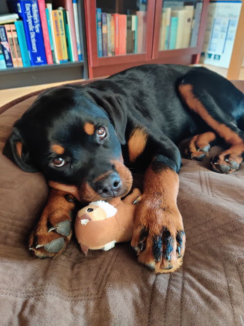 Koda