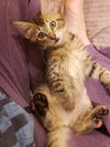 Torin