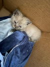 Sesame