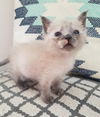 Sesame