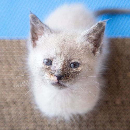 Sesame