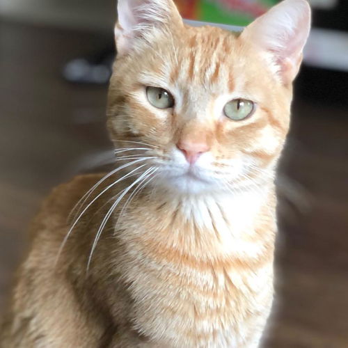 Bobby