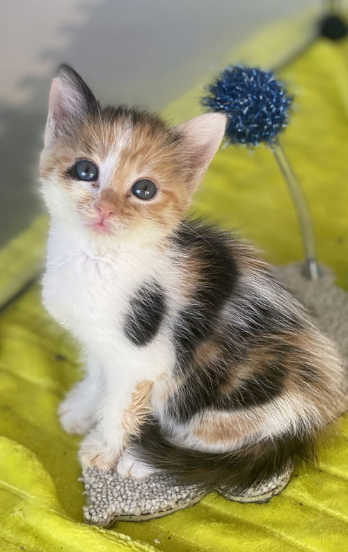 Miss Scarlet