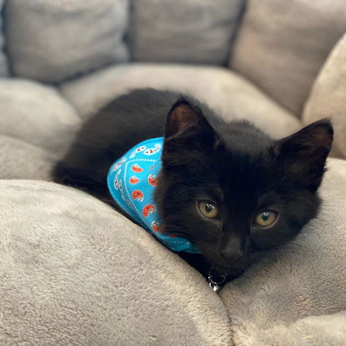 Lord Licorice