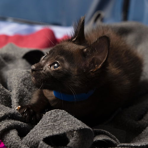 Mushu