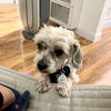Oscar