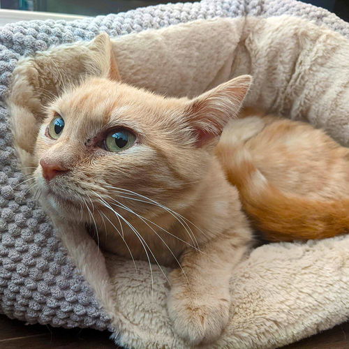 Creamsicle