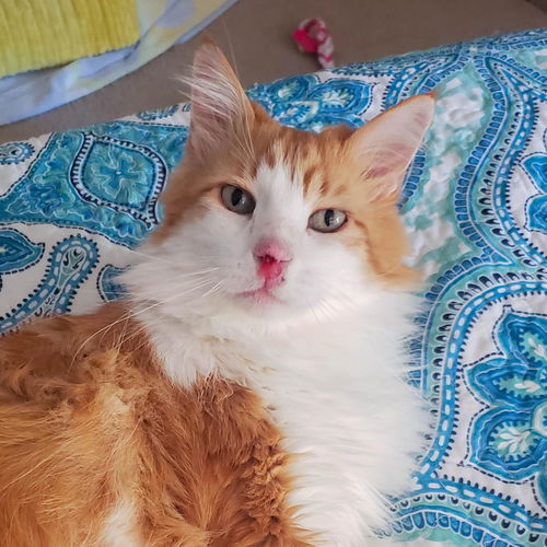 Pumpkin